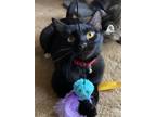 Adopt Smidge a Black (Mostly) Domestic Shorthair (short coat) cat in