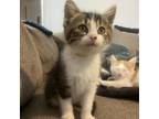 Adopt Titan a Tan or Fawn Domestic Shorthair / Mixed cat in Greenfield