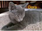 Adopt Dora a Gray or Blue Domestic Shorthair (short coat) cat in Garden City