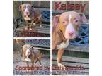 Adopt Kelsey a Brown/Chocolate Mixed Breed (Medium) / Mixed dog in Boaz