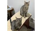 Adopt Nibs a Tiger Striped Domestic Shorthair (short coat) cat in Endicott