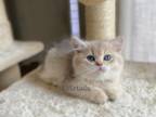 British Shorthaired Blue Gold Male Kitten