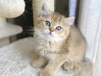 British Shorthaired Golden Male Kitten