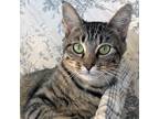 Adopt Apple a Brown Tabby Domestic Shorthair (short coat) cat in St.