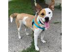 Adopt Bree a White - with Red, Golden, Orange or Chestnut Pit Bull Terrier /