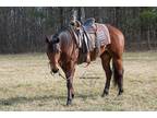 4 Yr old AQHA Bay Gelding