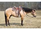 5 yr old AQHA Dun skin Gelding @ Auction!