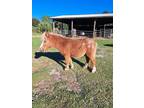 Small yearling Appaloosa colt