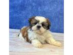 Shih Tzu Puppy for sale in Lancaster, OH, USA