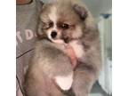 Pomeranian Puppy for sale in Saint James, NY, USA