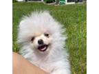 Pomeranian Puppy for sale in Saint James, NY, USA