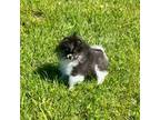 Pomeranian Puppy for sale in Saint James, NY, USA