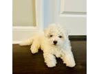 Bichon Frise Puppy for sale in Raleigh, NC, USA