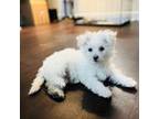 Bichon Frise Puppy for sale in Raleigh, NC, USA