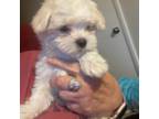 Maltese Puppy for sale in Preston, MN, USA