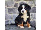 Bernese Mountain Dog Puppy for sale in Grabill, IN, USA