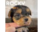 Yorkshire Terrier Puppy for sale in Louisville, GA, USA