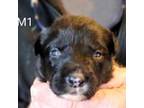 Border Collie Puppy for sale in Atascadero, CA, USA