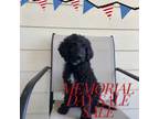 Goldendoodle Puppy for sale in San Jacinto, CA, USA