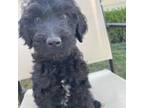 Goldendoodle Puppy for sale in San Jacinto, CA, USA