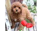 Cavapoo Puppy for sale in Jones, MI, USA