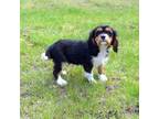 Cavalier King Charles Spaniel Puppy for sale in Syracuse, IN, USA