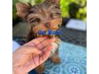 Yorkshire Terrier Puppy for sale in Fruitland Park, FL, USA