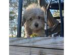 Mutt Puppy for sale in Samson, AL, USA