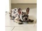 French Bulldog Puppy for sale in Miami, FL, USA