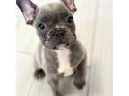 French Bulldog Puppy for sale in Miami, FL, USA