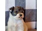 Schnauzer (Miniature) Puppy for sale in Columbia, SC, USA