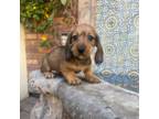 Max Wirehaired AKC