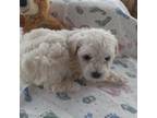 Poodle (Toy) Puppy for sale in Fort Rock, OR, USA