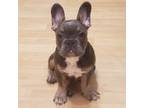 French Bulldog Puppy for sale in Round Lake, IL, USA