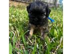 Brussels Griffon Puppy for sale in Albany, GA, USA