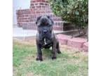 Cane Corso Puppy for sale in Fairburn, GA, USA