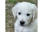 Golden Retriever Puppy for sale in College Station, TX, USA