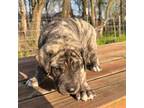 Great Dane Puppy for sale in Webb City, MO, USA