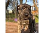 Great Dane Puppy for sale in Webb City, MO, USA