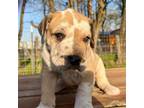 Great Dane Puppy for sale in Webb City, MO, USA