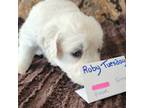 Golden Retriever Puppy for sale in Menifee, CA, USA