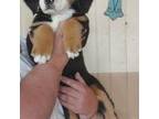 Bernese Mountain Dog Puppy for sale in Millerton, PA, USA