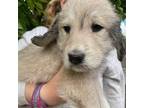 Mutt Puppy for sale in Prescott, WA, USA