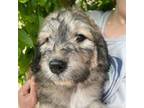 Mutt Puppy for sale in Prescott, WA, USA