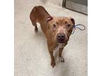 Vectra American Staffordshire Terrier Adult Female
