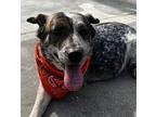 Lizzie Australian Cattle Dog Adult Female