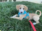 Sven Treeing Walker Coonhound Puppy Male