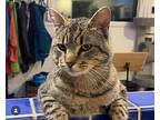 Toby Domestic Shorthair Adult Male