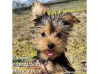 Yorkshire Terrier Puppy for sale in Tempe, AZ, USA