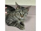 Isabella Domestic Shorthair Young Female